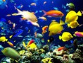 /album/conoce-nuestro-planeta/arrecife-coral-jpg/